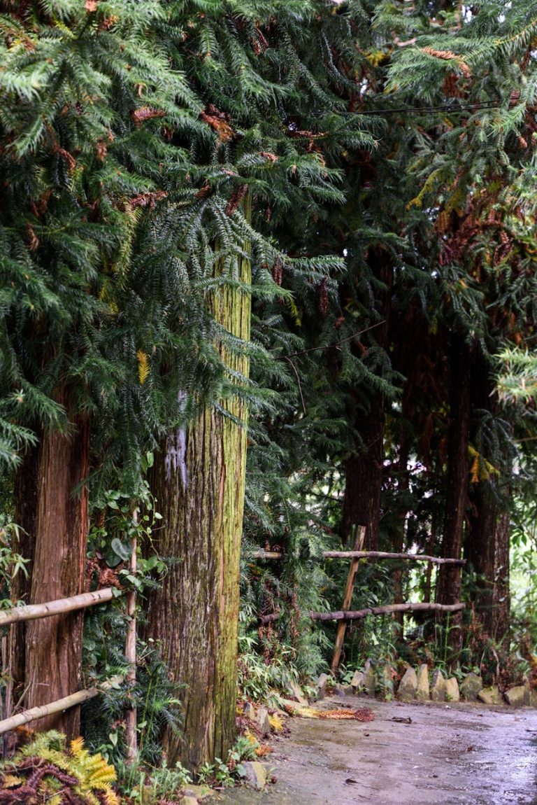tree preservation myths