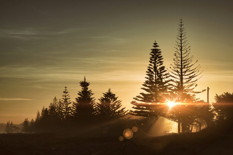 advantages of forestry mulching