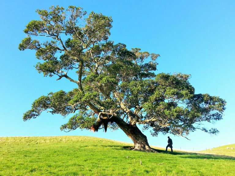 ash tree removal