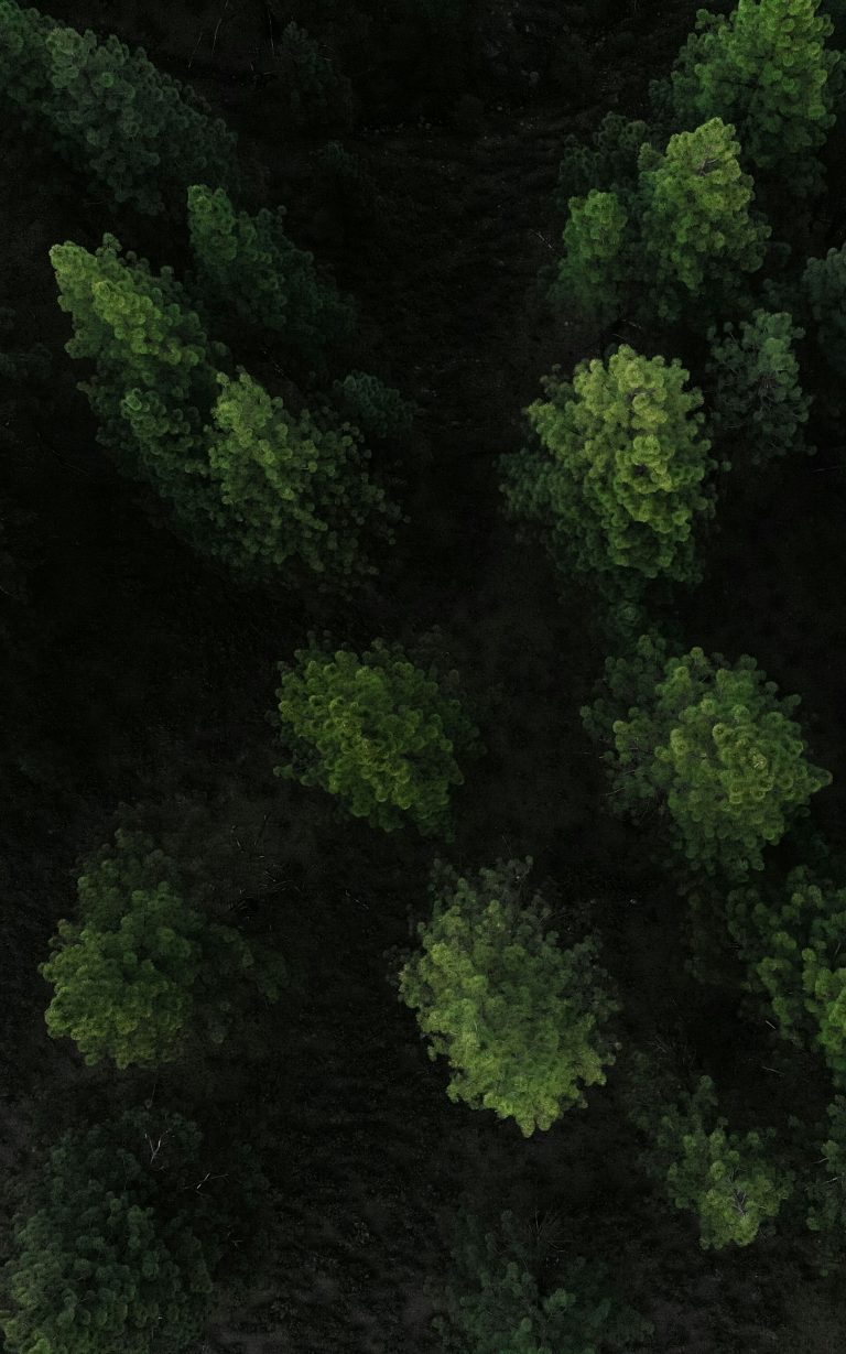 vegetation management companies